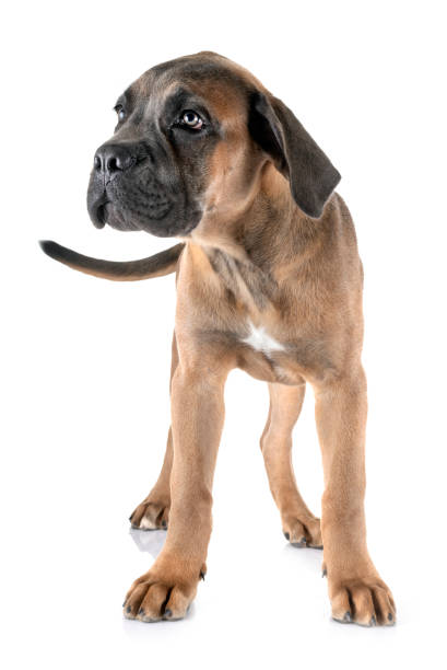 istock puppy italian mastiff 1172439675