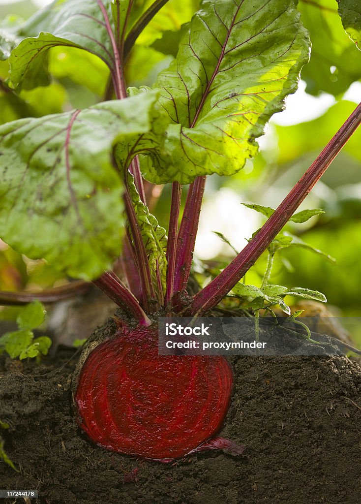 Beterraba vermelha - Foto de stock de Alimentação Saudável royalty-free