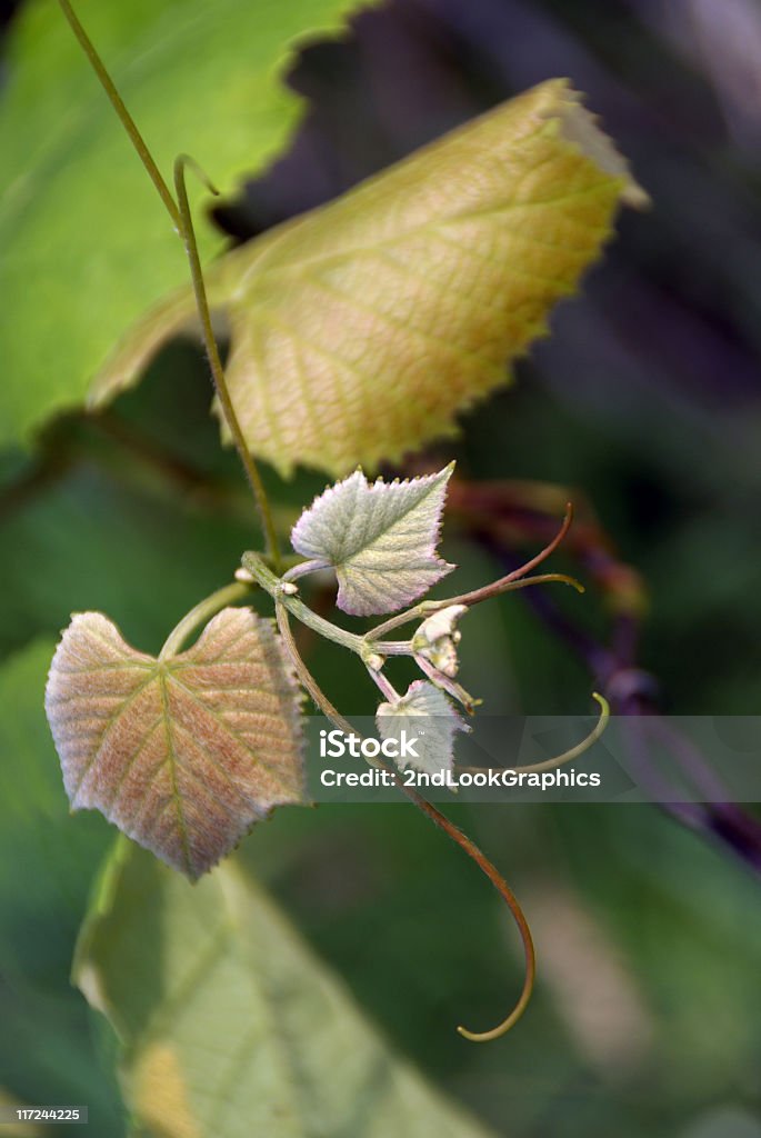 Nouvelle croissance brin de Grapevine - Photo de Agriculture libre de droits