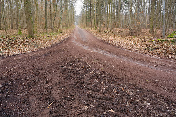 droga gruntowa - bare tree rain autumn tree zdjęcia i obrazy z banku zdjęć