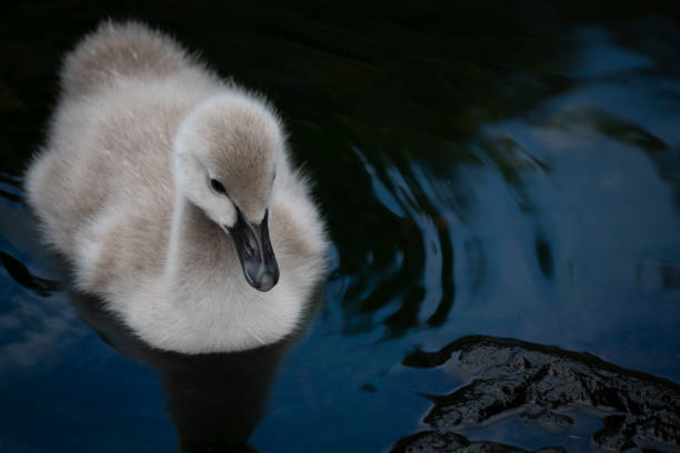 istock Cygnet on the Lake 1172443076