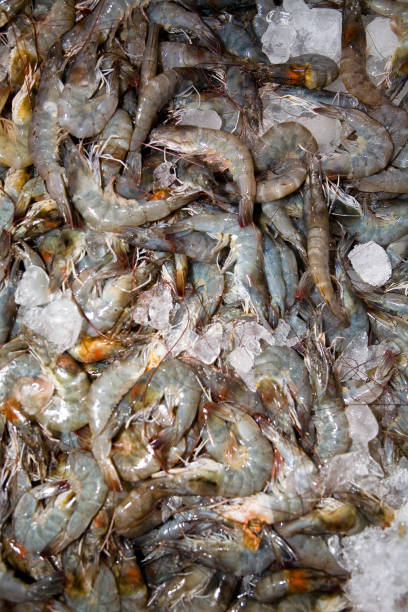 istock Fresh shrimp with ice lies on the counter. 1172443617