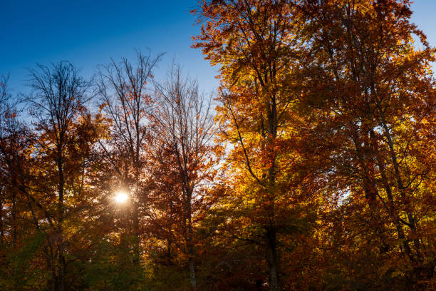 A beautiful autumn afternoon scene with multi colored trees and the sun seen through the vivid lush foilage.