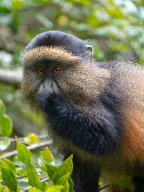 istock Golden Monkey in Mgahinga National Park, Uganda 1172448019