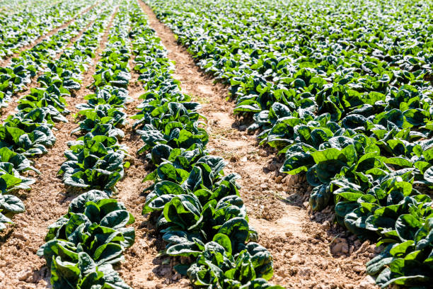 Rows of spinach grown in open field under a bright sunshine.