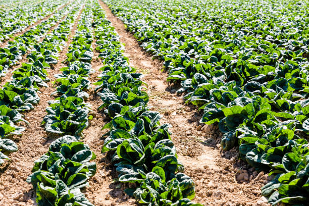 Rows of spinach grown in open field under a bright sunshine. Rows of spinach grown in open field under a bright sunshine in the suburbs of Paris, France. essonne stock pictures, royalty-free photos & images