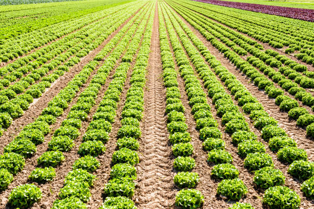 Rows of green oak leaf lettuce grown in open field under a bright sunshine in the suburbs of Paris, France.