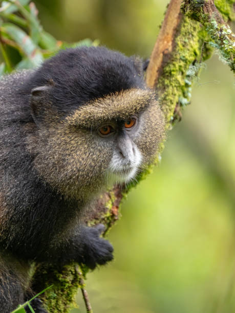 istock Golden Monkey in Mgahinga National Park, Uganda 1172450474