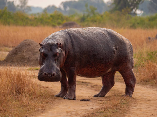 istock Hippo in Queen Elizabeth National Park, Uganda 1172450482