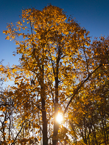 Gold colored autumn tree against perfect cloudless sky.
