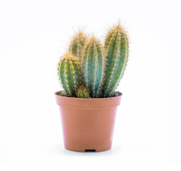 istock Cactus in pot isolated on white background. Front view. 1172451612
