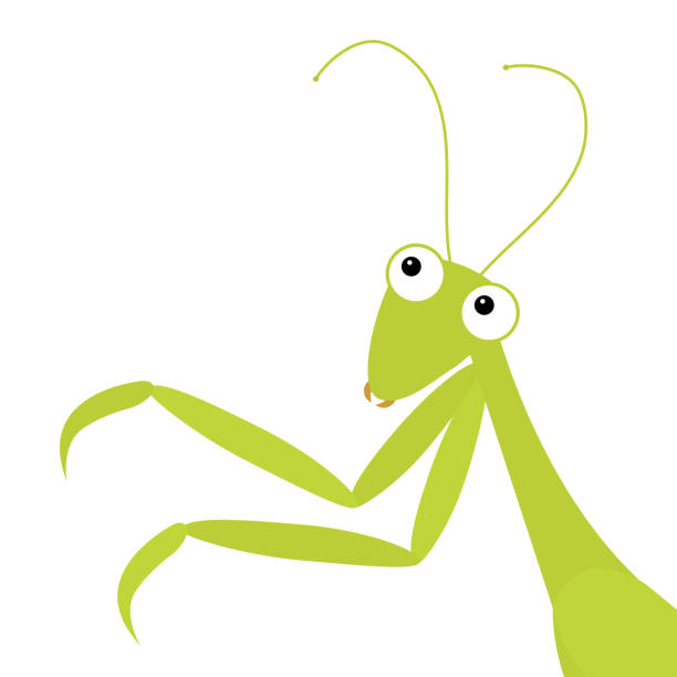 Mantis icon in the corner. Cute cartoon kawaii funny character. Green insect isolated. Praying mantid. Big eyes. Smiling face, legs. Flat design. Baby clip art. White background. Mantis icon in the corner. Cute cartoon kawaii funny character. Green insect isolated. Praying mantid. Big eyes. Smiling face, legs. Flat design. Baby clip art. White background. Vector illustration praying mantis stock illustrations