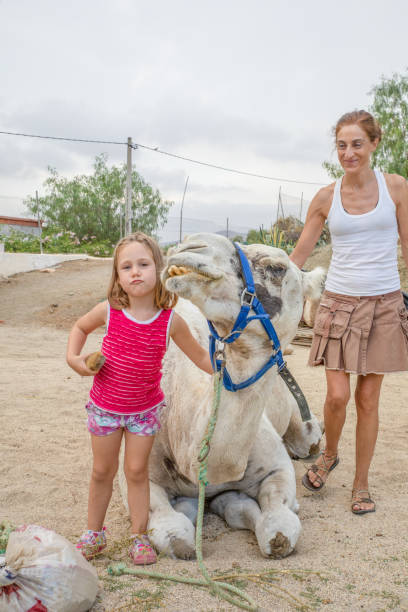 夏と母の田舎に座ってドロメダリーと顔を作る面白い小さな女の子 - two humped camel ストックフォトと画像