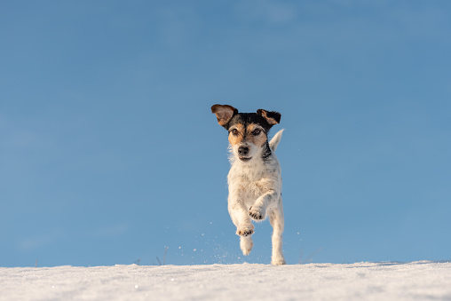 Small Jack Russell Terrier dog is running in winter over a snowy meadow in front of blue sky