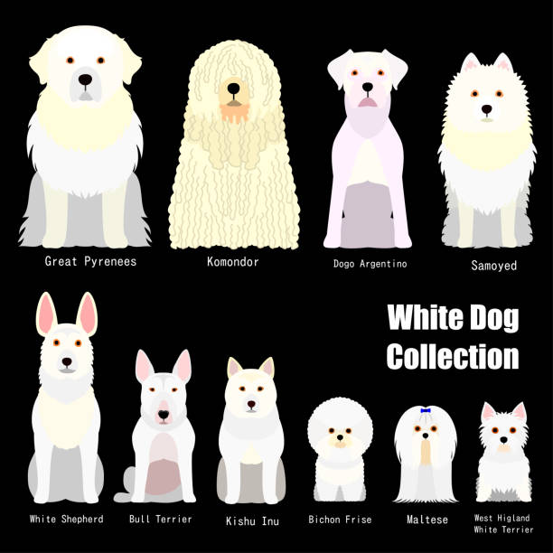 stockillustraties, clipart, cartoons en iconen met collectie van witte hond - bichon frisé