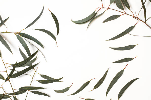 istock Eucalyptus leaves in a cut out view 1172453972