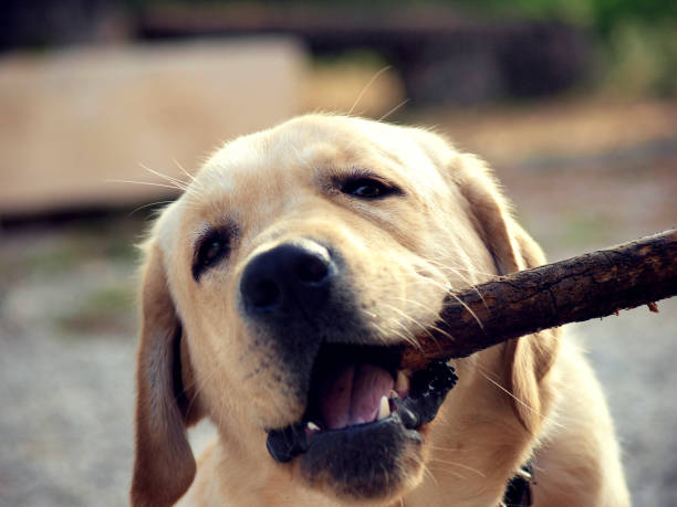 istock A labrador retriever with a  tree branch in his mouth 1172454134