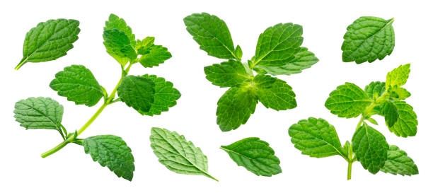 istock Melissa collection, lemon balm leaves isolated on white background 1172454179