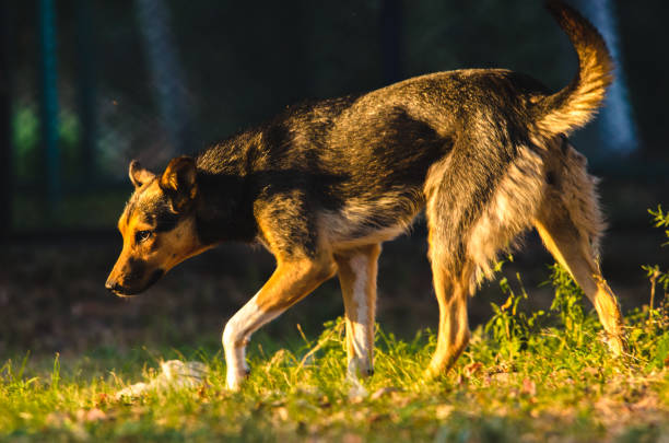 istock Full length yard dog in sunset light 1172454640