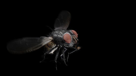 common housefly isolated on black