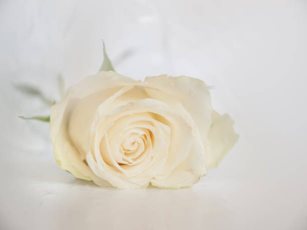 istock Cream color rose blossom 1172458846