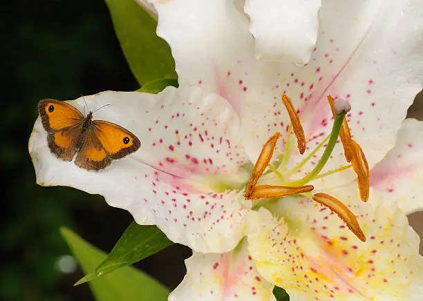 Gatekeeper butterfly at rest on a lily flower - matching colour