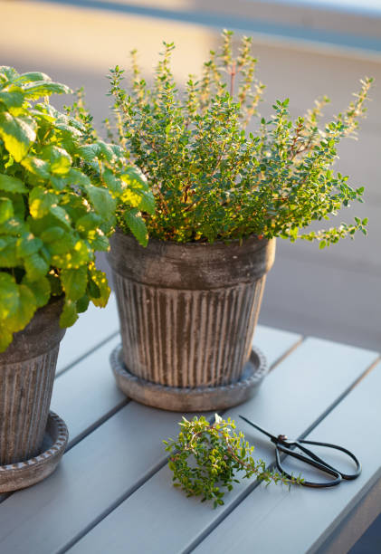istock lemon balm (melissa) and thyme herb in flowerpot on balcony 1172459979