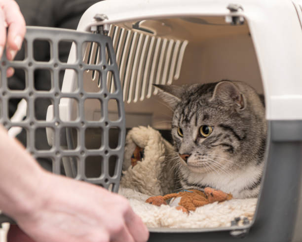 Cute cat in a transport box for safe transport. Cat in a transport box for safe transport. transportation cage stock pictures, royalty-free photos & images