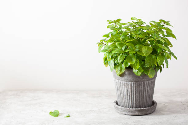 istock lemon balm (melissa) herb in flowerpot 1172460795