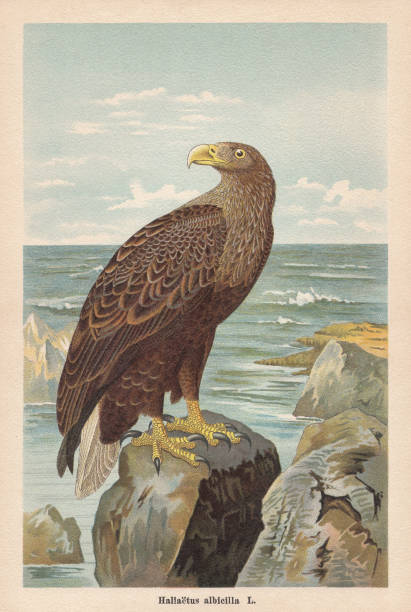 weißschwanzadler (haliaeetus albicilla), chromolithograph, erschienen 1896 - white tailed eagle sea eagle eagle sea stock-grafiken, -clipart, -cartoons und -symbole