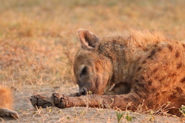 istock Spotted hyena sleeping, Masai Mara National Park, Kenya. 1172461071