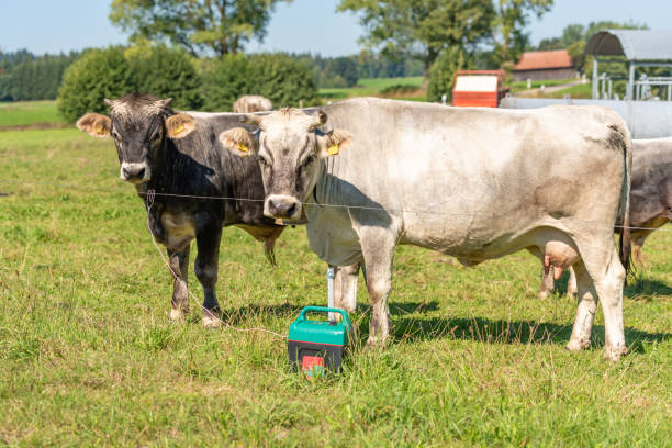 dos vacas están de pie en un pastizal - cencerro fotos fotografías e imágenes de stock