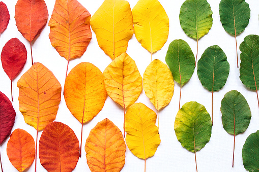 Colorful leaves on a white background