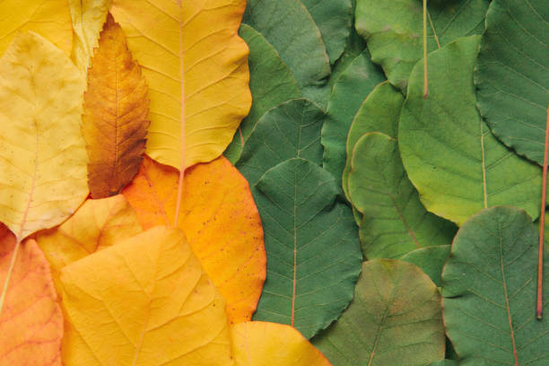 istock Closeup of colorful leaves. 1172461971