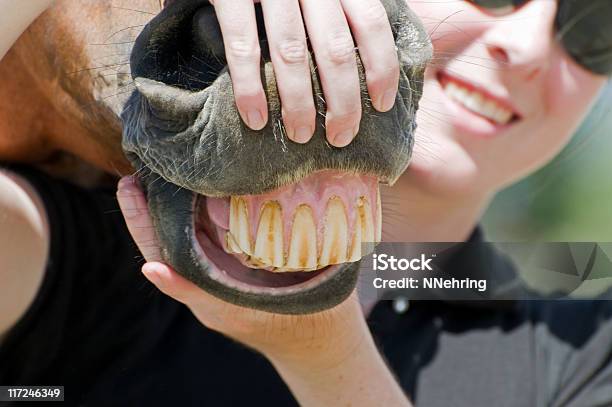 Pferd Putzen Stockfoto und mehr Bilder von Pferd - Pferd, Farbbild, Fotografie