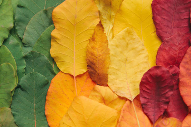 istock Closeup of colorful leaves. 1172463509