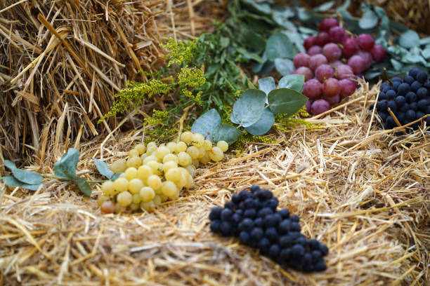 istock Wine making and winery concept, Fresh grape bunches for making wine 1172464040