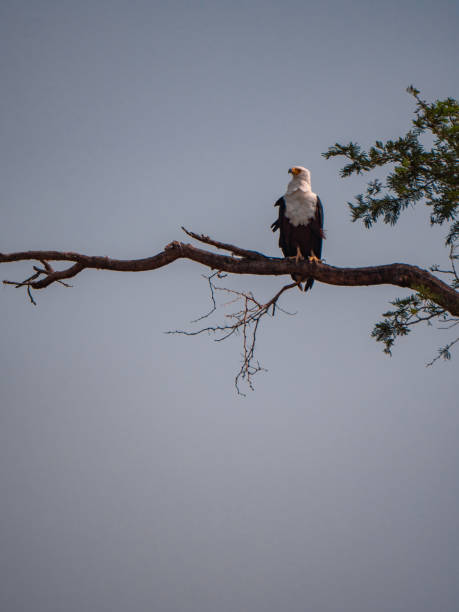 istock African Fish Eagle in Queen Elizabeth National Park, Uganda 1172465835