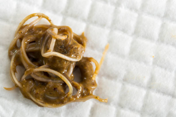 feces with Toxocara cati from a stray cat