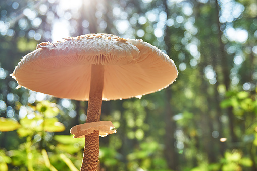 Parasol mushroom in the forest in the morning