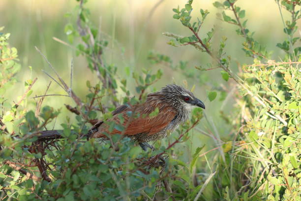istock Coucal bird, Masai Mara National Park, Kenya. 1172466339