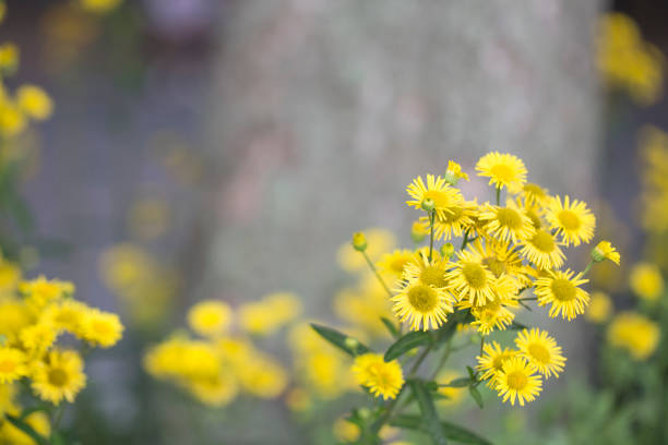 yellow flowers of elecampane background