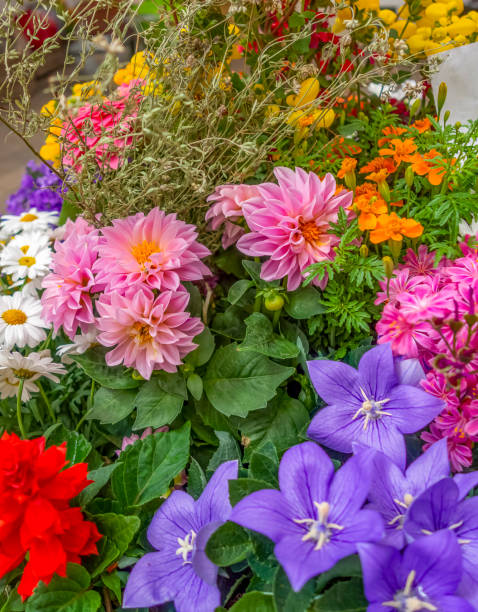 istock colorful flowers 1172469282