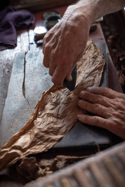 istock Cigar rolling or making by supporter in Cuba, Pinar del Rio province 1172471336