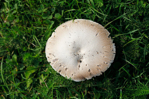 At a roadside in Surrey, England, grows a cluster of white domed mushrooms that flatten in shape as they get older. They could be (Agaricus campestris) or a similar Agaricus, but there are simple tests to be made before any mushroom is pronounced as edible. Local wildlife has taken a peck or two.