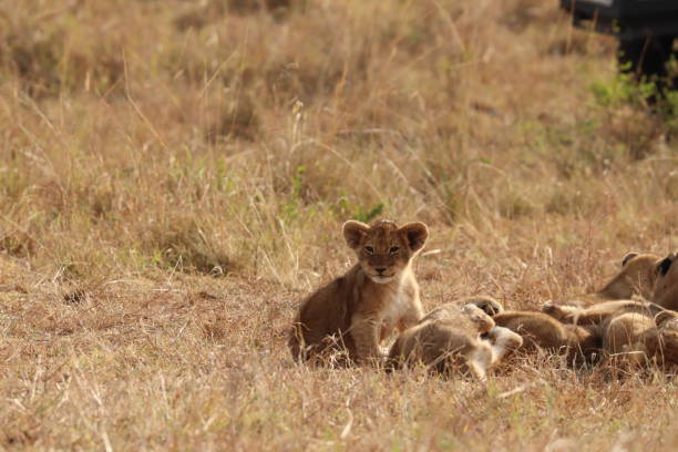 istock Lion cubs playing, Masai Mara National Park, Kenya. 1172471474