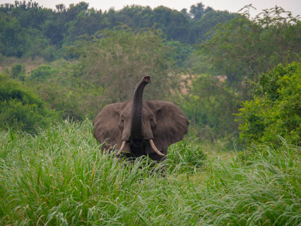 istock Elephant in Queen Elizabeth National Park, Uganda 1172471509