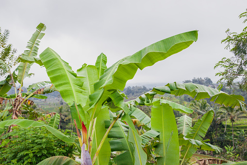 Fruit, Growth, Agriculture - Banana Tree Farming at the Backyard Garden