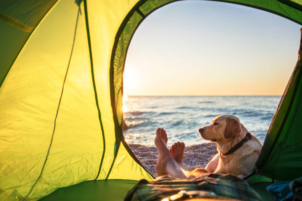 campeggio con cane - cane al mare foto e immagini stock