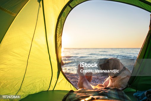 istock Camping with dog 1172472644
